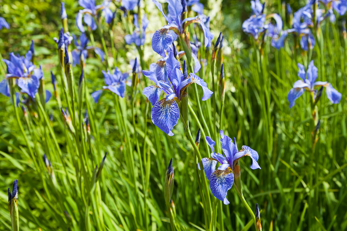 Flowers (25)